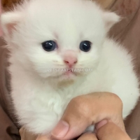 beautiful-kittens-for-sale-persian-cats-lahore