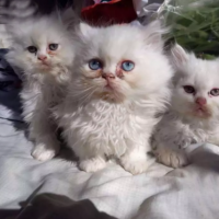 persion-kittens-persian-cats-abbottabad