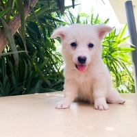 pure-breed-russian-puppies-other-lahore