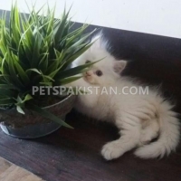 persian-male-kitten-for-sale-persian-cats-karachi