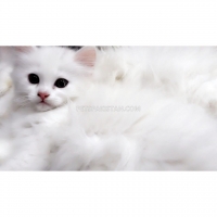 persian-dollface-kittens-persian-cats-lahore