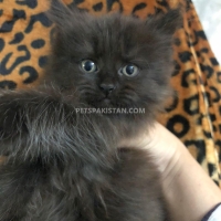 triple-coated-persians-for-sale-persian-cats-islamabad