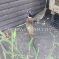 pheasant-ring-necked-pheasant-jhelum