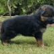 gsd-original-puppies-adult-male-and-female-short-coat-and-long-coat-available-for-sale-german-shepherd-quetta-21