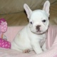 french-bulldog-puppies-now-ready-other-islamabad-1