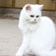 beautiful-persian-cat-female-persian-cats-karachi