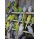 king-size-budgerigars-pathay-and-ready-to-breed-australian-budgies-lahore-3