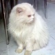 pure-white-triple-coated-persian-pragnant-cat-for-urgent-sale-for-best-offer-persian-cats-karachi-1