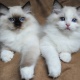 purebred-lilac-lynx-point-ragdoll-kitten-other-ahmadabad