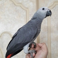 congo-tamed-african-grey-parrot-for-sale-african-grey-parrot-lahore