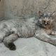 cat-for-sale-persian-cats-lahore