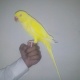 yellow-ring-neck-parrot-red-eyes-indian-ringneck-rawalpindi-cantt-1