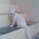 cross-persian-white-kittens-for-sale-persian-cats-karachi