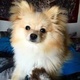 free-pomeranians-puppies-for-adoption-alsatian-karachi