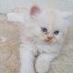 baby-persian-kittens-persian-cats-karachi