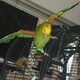 double-yellow-headed-amazon-parrot-for-sale-amazon-parrots-karachi-3