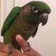 green-chick-conure-parrot-for-sale-sun-conure-karachi