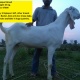 goats-bkara-bakray-beetal-rajanpuri-desi-sheep-kajla-mundra-free-delivery-for-qurbani-in-lahore-faisalabad-islamabad-rawalpindi-abbotabad-african-silverbill-finch-lahore-2