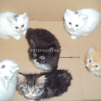 persian-brother-and-sister-available-persian-cats-taxila-cantt