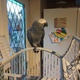 hand-reared-african-grey-parrot-for-sale-african-grey-parrot-karachi-2