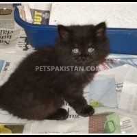 full-healthy-nd-playfull-persian-cats-karachi