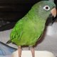 blue-crown-conure-parrot-for-sale-sun-conure-karachi