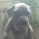 purebred-showclass-american-pitbull-puppies-for-sale-other-karachi-1