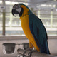 100-tame-parrots-cockatoos-and-fertile-eggs-macaws-ahmadabad-1