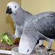 well-tarined-african-grey-parrots-for-re-homing-cockatoos-badhber