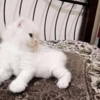 persian-4th-coated-kittens-available-persian-cats-abbasia