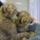 healthy-and-gorgeous-cheetah-cubs-tiger-cubs-lion-cubs-for-sale-other-ahmadabad