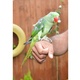 alexanderine-raw-parrots-for-sale-alexandrine-parrot-karachi