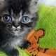 kittens-for-sale-persian-cats-lahore-2