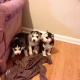 3-siberian-husky-puppes-for-free-adoption-other-arif-wala-1