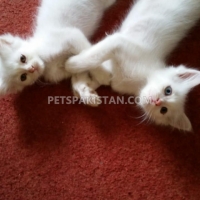 2-persian-kittens-persian-cats-karachi