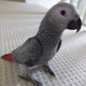 parrot-birds-available-on-sale-african-grey-parrot-kamoke
