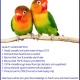 kashif-s-aviary-fischer-lovebirds-lovebirds-karachi-1