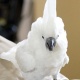 parrots-and-parrot-eggs-for-sale-cockatoos-multan