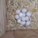newly-weaned-babies-and-fertile-parrot-eggs-for-sale-macaws-karachi