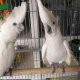 parrots-and-parrot-eggs-for-sale-cockatoos-balambat