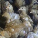 golden-buff-chicks-for-sale-golden-pheasant-lahore-1
