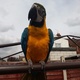 beautiful-blue-and-gold-macaw-macaws-karachi