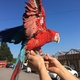green-wing-macaw-for-sale-macaws-d-m-c-central-1