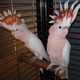 pair-of-major-mitchell-s-cockatoo-parrots-for-sale-cockatoos-karachi