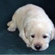 labrador-retiever-puppies-for-your-family-afghan-hound-ahmadabad