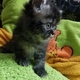kittens-for-sale-persian-cats-lahore-3