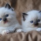 ragdoll-kittens-for-new-home-the-abyssinian-ahmadabad