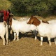 american-boer-goats-for-sale-ring-necked-pheasant-allah-abad-1