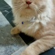 urgent-sale-male-11-months-old-persian-cats-karachi
