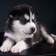 pomsky-puppies-for-good-homes-other-allah-abad-1